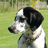 Angebot Junghunde Angebot Junghunde