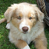 Angebot Welpen Angebot Welpen